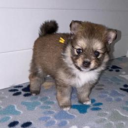 Ruby - Orange sable female Pomeranian puppy in Ocala, Florida from Roxy's Pomeranian Puppies