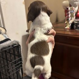 Girl - Piebald female Dachshund puppy in Dobson, North Carolina from Oakleys Dachshund Haven