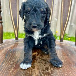 Bronco - Phantom male Bernedoodle puppy in Urbandale, Iowa from Bernedoodlesbest