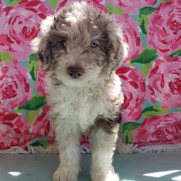 Aussiedoodle Puppies from Double-Doodle