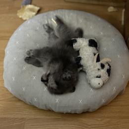 Blue Pearl Gem of My Heart - Blue female Pomeranian puppy in Dalton, Minnesota from My Heart Pomeranians