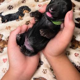 Little green - Black and cream female Dachshund puppy in Proctor, Montana from Blue Star Dachshunds