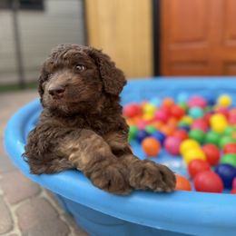 Maggie - Brown and white female Saint Berdoodle puppy in Chicago, Illinois from Gentle Giant Saint Berdoodles