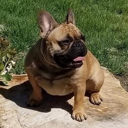 Sugar - French Bulldog