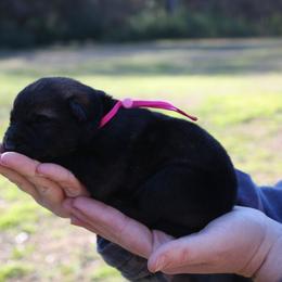 Mel - Sable female German Shepherd puppy in Ratcliff, Arkansas from Ridgeline Shepherds