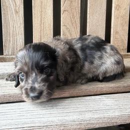 Uncle Sam - Dapple male Dachshund puppy in Tulsa, Oklahoma from K4 Doxies