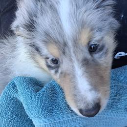 River - Blue merle and white male Collie puppy in New Mexico from Red Canyon