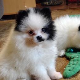 Art - Black parti female Pomeranian puppy in Andrews, South Carolina from Purple Diamonds Kennel