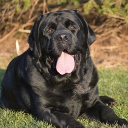 Viggo - Labrador Retriever