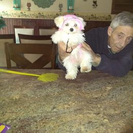 "Puppy mama Lucy and Daddy" Maltese Puppies from Franny's Maltese Puppies