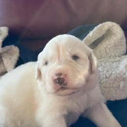 Christopher - White male Great Pyrenees puppy in Murfreesboro, Tennessee from Storybook Tails Farm