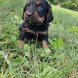 Boy 3 - Black and tan male English Cocker Spaniel puppy in Potosi, Wisconsin from Point and Flush Gun Dogs