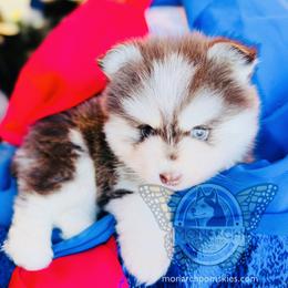 Mocha - Chocolate male Pomsky puppy in Greeley, Colorado from Monarch Pomskies | Northern Colorado