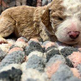 Light blue - Cream Goldendoodle puppy in Canton, Georgia from Doodle Family