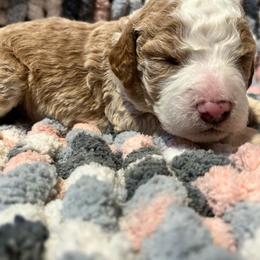 Light blue - Cream Goldendoodle puppy in Canton, Georgia from Doodle Family