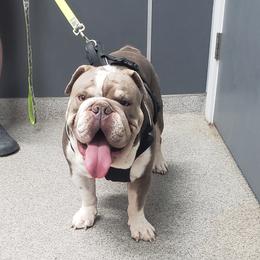 Dozer - Bulldog