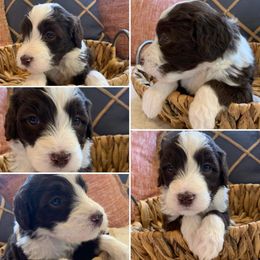 Boy 2 - Aussiedoodle puppy in Decatur, Alabama from Flint Creek Doodles