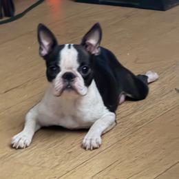 Freedom - Boston Terrier