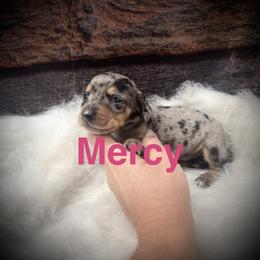Mercy - Dapple female Dachshund puppy in Valliant, Oklahoma from Buzzard Creek  Kennels