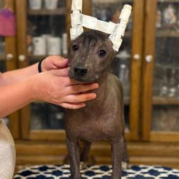 Bunny x Swagger 2 - Black and white female Xoloitzcuintli puppy in Hico, Texas from Amayla Kennels