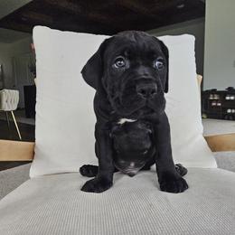 Boy 6 - Black male Cane Corso puppy in Jacksonville, North Carolina from Coliseum de Cassiope