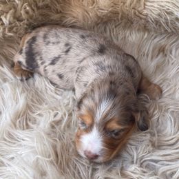 Remington- READY X-MAS WEEK - Dapple male Dachshund puppy in Purdy, Missouri from Shotgun Pups