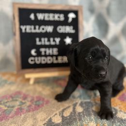 Girl 4 - Black Labrador Retriever puppy in Indiana from Little Yellow Creek Farms