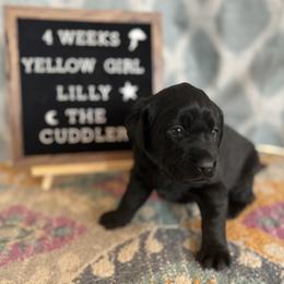 Girl 4 - Black Labrador Retriever puppy in Indiana from Little Yellow Creek Farms
