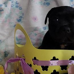 Staffordshire Bull Terrier Puppies from Lone Star Staffs