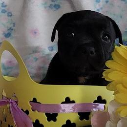 Staffordshire Bull Terrier Puppies from Lone Star Staffs