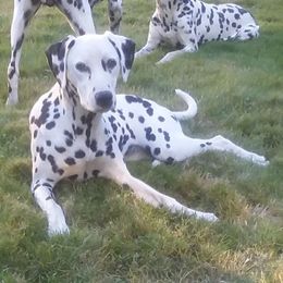 London - Dalmatian