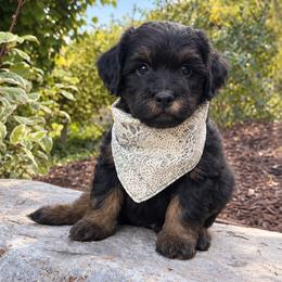 Toothless - male Australian Mountain Doodle puppy in Wellsville, Utah from Stay Golden Doodles