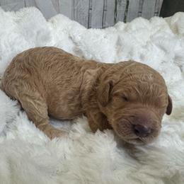 Blue collar Dani - Apricot male Poodle puppy in Mc Henry, Maryland from TLC by the Lake Standard Poodle and Doodles