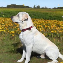 Beau - Labrador Retriever