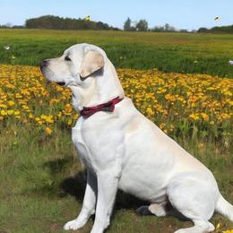 Beau - Labrador Retriever
