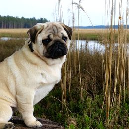 Charlotte - Pug
