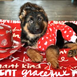 Xenos - Yellow - Black and red male German Shepherd puppy in Iola, Wisconsin from Aus Hütehunde German Shepherds