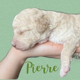 Aussiedoodle and Goldendoodle Puppies from Doodles of Paradise