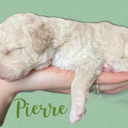 Aussiedoodle and Goldendoodle Puppies from Doodles of Paradise