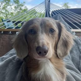 Dachshunds from Texoma Doxies