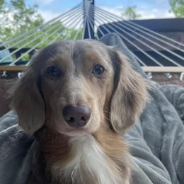 Dachshunds from Texoma Doxies