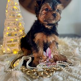 Flint Holiday Special (Big Boy) - Black and tan male Yorkshire Terrier puppy in Pittsburg, California from Crystal Garden Yorkies
