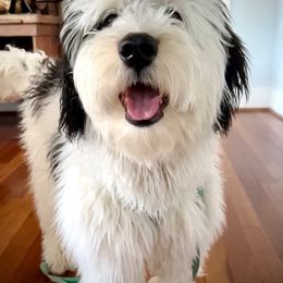 Bernedoodle and Goldendoodle Puppies from Gracie's Goldendoodles and Bernedoodles