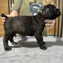 Yellow - Black female Cane Corso puppy in Paris, Texas from Knucklehead Cane Corso
