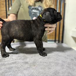 Yellow - Black female Cane Corso puppy in Paris, Texas from Knucklehead Cane Corso