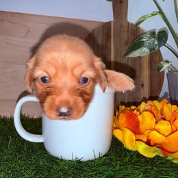 Cream Female 1 - 4500 - Cream female Dachshund puppy in Apopka, Florida from The HotDog Stand