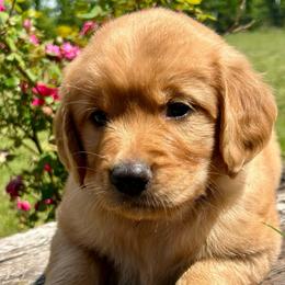 Pebbles - Dark golden female Golden Retriever puppy in Doniphan, Missouri from Stockford’s Golden Retrievers