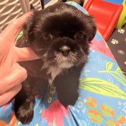 Stella- purple collar - Black and white female Shih Tzu puppy in Mays Landing, New Jersey from Fancy Paws Shorkies & Shih Tzus