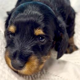 Winston - Black and tan male Dachshund puppy in Sutherland, Virginia from Sutherland Estates Dachshunds