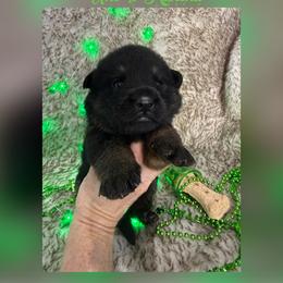 Green collar - Black and tan male German Shepherd puppy in Canterbury, Connecticut from Nachtwaechter German Shepherds, LLC